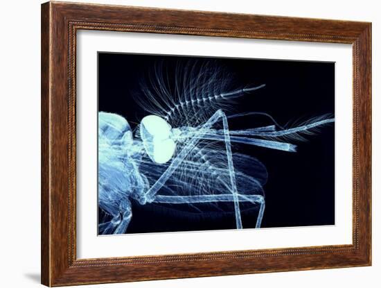 Male Mosquito Head, Light Micrograph-Steve Gschmeissner-Framed Photographic Print