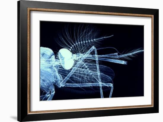 Male Mosquito Head, Light Micrograph-Steve Gschmeissner-Framed Photographic Print