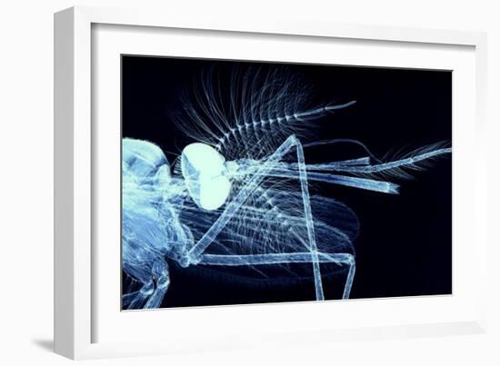 Male Mosquito Head, Light Micrograph-Steve Gschmeissner-Framed Photographic Print