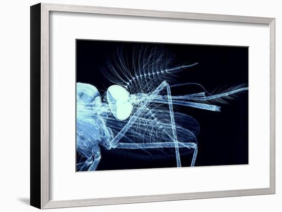 Male Mosquito Head, Light Micrograph-Steve Gschmeissner-Framed Photographic Print