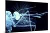 Male Mosquito Head, Light Micrograph-Steve Gschmeissner-Mounted Photographic Print