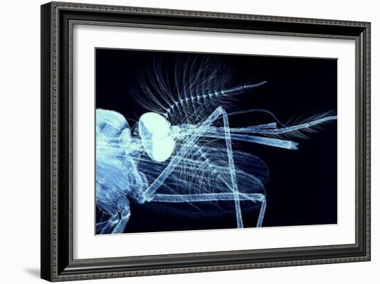 Male Mosquito Head, Light Micrograph-Steve Gschmeissner-Framed Photographic Print