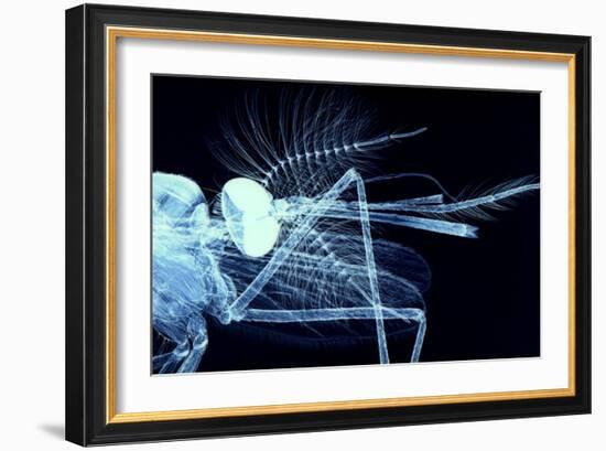 Male Mosquito Head, Light Micrograph-Steve Gschmeissner-Framed Photographic Print