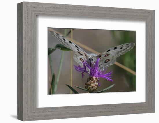 Male Mountain apollo butterfly nectaring on wildflower, Finland-Jussi Murtosaari-Framed Photographic Print