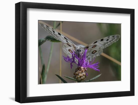 Male Mountain apollo butterfly nectaring on wildflower, Finland-Jussi Murtosaari-Framed Photographic Print