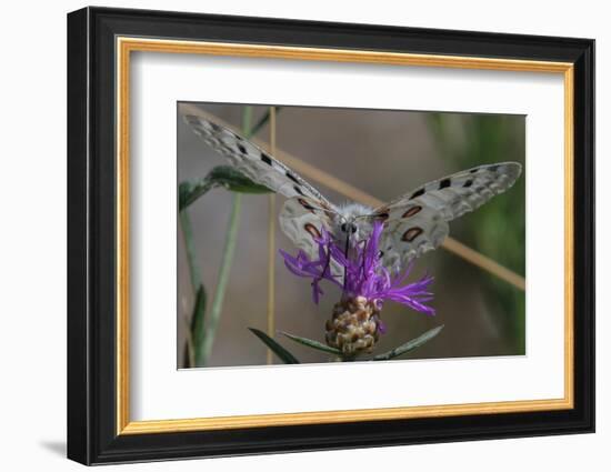 Male Mountain apollo butterfly nectaring on wildflower, Finland-Jussi Murtosaari-Framed Photographic Print