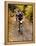 Male Mountain Biker Competing in a Race 1993 NY State Championships-null-Framed Premier Image Canvas