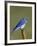 Male Mountain Bluebird, Douglas County, Colorado, USA-James Hager-Framed Photographic Print