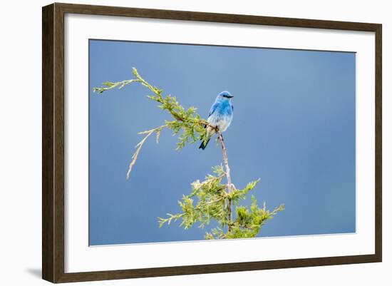 Male Mountain Bluebird in the Mission Valley, Montana, Usa-Chuck Haney-Framed Photographic Print