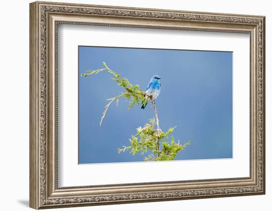 Male Mountain Bluebird in the Mission Valley, Montana, Usa-Chuck Haney-Framed Photographic Print