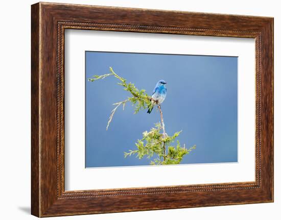 Male Mountain Bluebird in the Mission Valley, Montana, Usa-Chuck Haney-Framed Photographic Print