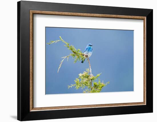 Male Mountain Bluebird in the Mission Valley, Montana, Usa-Chuck Haney-Framed Photographic Print