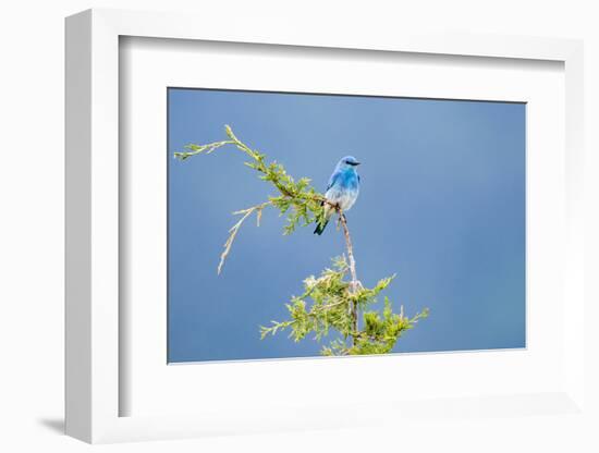 Male Mountain Bluebird in the Mission Valley, Montana, Usa-Chuck Haney-Framed Photographic Print