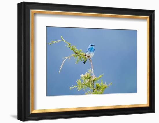 Male Mountain Bluebird in the Mission Valley, Montana, Usa-Chuck Haney-Framed Photographic Print