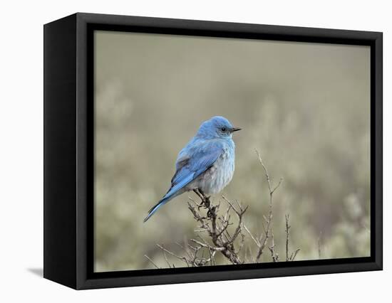 Male Mountain Bluebird (Sialia Currucoides), Yellowstone National Park, UNESCO World Heritage Site,-James Hager-Framed Premier Image Canvas