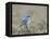 Male Mountain Bluebird (Sialia Currucoides), Yellowstone National Park, UNESCO World Heritage Site,-James Hager-Framed Premier Image Canvas