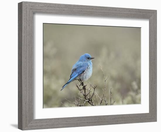 Male Mountain Bluebird (Sialia Currucoides), Yellowstone National Park, UNESCO World Heritage Site,-James Hager-Framed Photographic Print