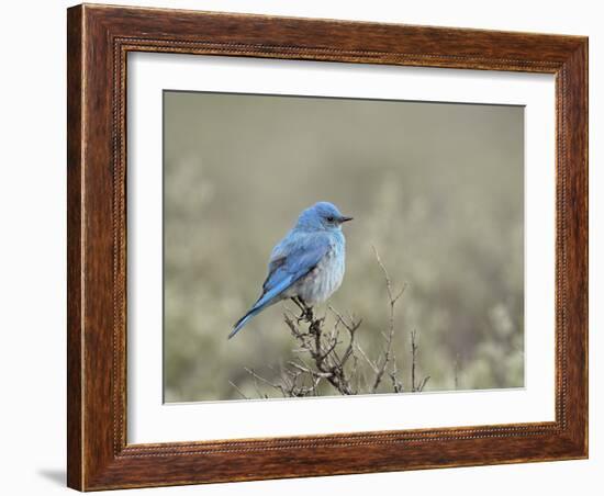 Male Mountain Bluebird (Sialia Currucoides), Yellowstone National Park, UNESCO World Heritage Site,-James Hager-Framed Photographic Print