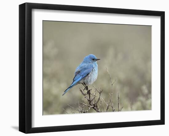 Male Mountain Bluebird (Sialia Currucoides), Yellowstone National Park, UNESCO World Heritage Site,-James Hager-Framed Photographic Print