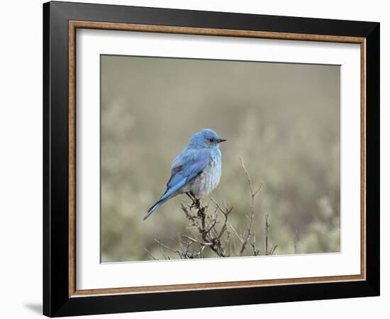 Male Mountain Bluebird (Sialia Currucoides), Yellowstone National Park, UNESCO World Heritage Site,-James Hager-Framed Photographic Print