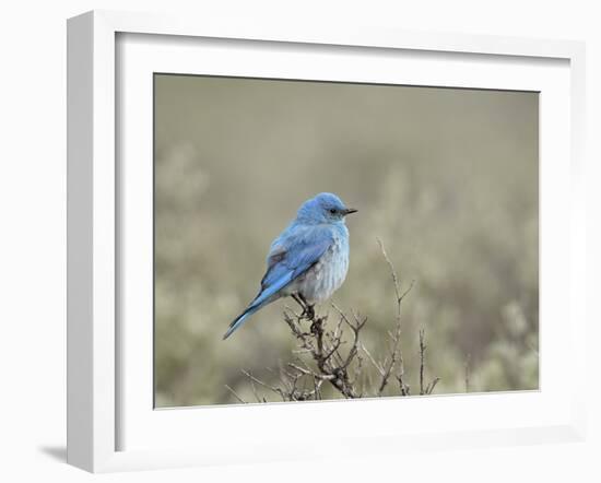 Male Mountain Bluebird (Sialia Currucoides), Yellowstone National Park, UNESCO World Heritage Site,-James Hager-Framed Photographic Print