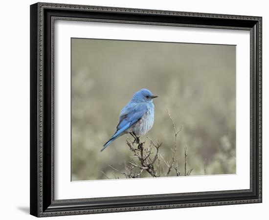 Male Mountain Bluebird (Sialia Currucoides), Yellowstone National Park, UNESCO World Heritage Site,-James Hager-Framed Photographic Print