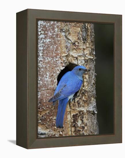 Male Mountain Bluebird (Sialia Currucoides)-James Hager-Framed Premier Image Canvas