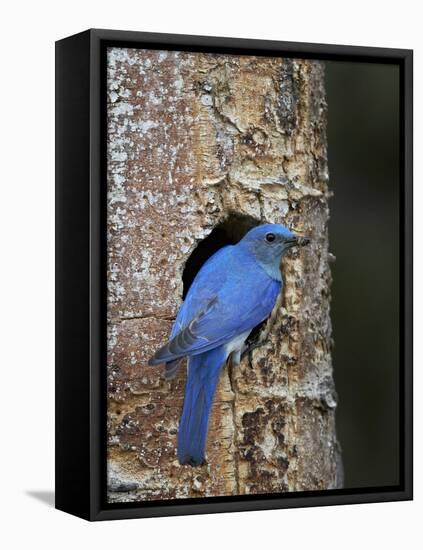 Male Mountain Bluebird (Sialia Currucoides)-James Hager-Framed Premier Image Canvas