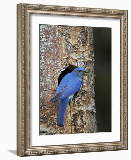 Male Mountain Bluebird (Sialia Currucoides)-James Hager-Framed Photographic Print