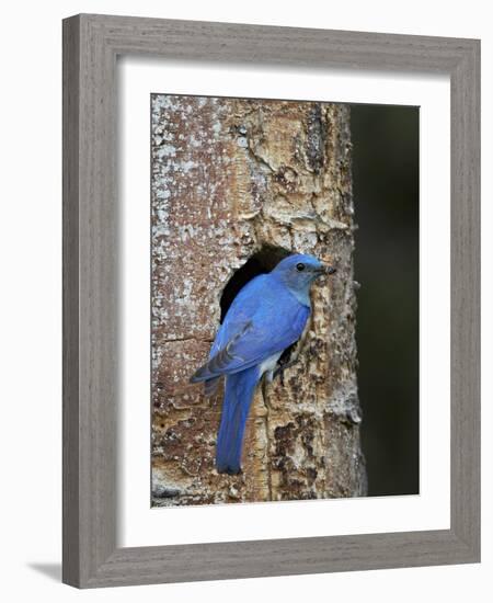 Male Mountain Bluebird (Sialia Currucoides)-James Hager-Framed Photographic Print