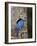 Male Mountain Bluebird (Sialia Currucoides)-James Hager-Framed Photographic Print