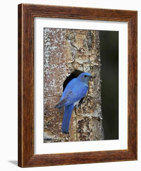 Male Mountain Bluebird (Sialia Currucoides)-James Hager-Framed Photographic Print