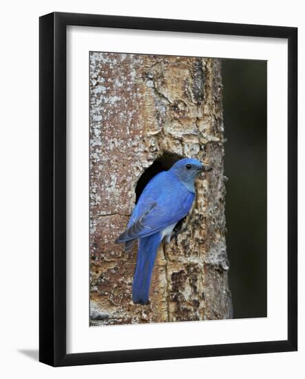 Male Mountain Bluebird (Sialia Currucoides)-James Hager-Framed Photographic Print