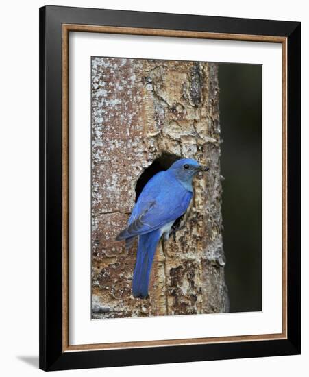 Male Mountain Bluebird (Sialia Currucoides)-James Hager-Framed Photographic Print