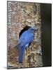 Male Mountain Bluebird (Sialia Currucoides)-James Hager-Mounted Photographic Print