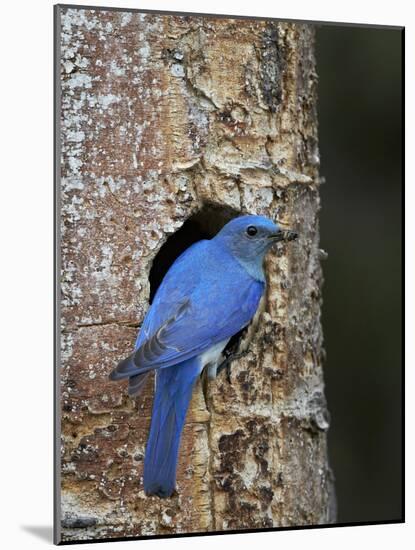 Male Mountain Bluebird (Sialia Currucoides)-James Hager-Mounted Photographic Print