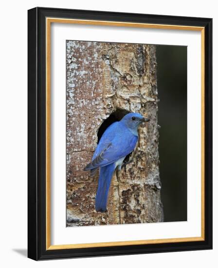 Male Mountain Bluebird (Sialia Currucoides)-James Hager-Framed Photographic Print