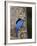 Male Mountain Bluebird (Sialia Currucoides)-James Hager-Framed Photographic Print