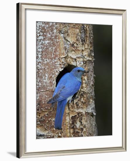 Male Mountain Bluebird (Sialia Currucoides)-James Hager-Framed Photographic Print