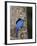 Male Mountain Bluebird (Sialia Currucoides)-James Hager-Framed Photographic Print