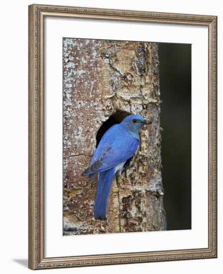 Male Mountain Bluebird (Sialia Currucoides)-James Hager-Framed Photographic Print