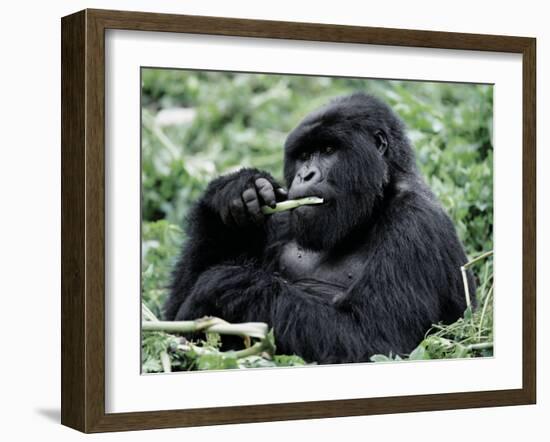 Male Mountain Gorilla, known as a 'silverback' Feeds in the Volcanoes National Park, Rwanda-Nigel Pavitt-Framed Photographic Print