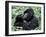 Male Mountain Gorilla, known as a 'silverback' Feeds in the Volcanoes National Park, Rwanda-Nigel Pavitt-Framed Photographic Print