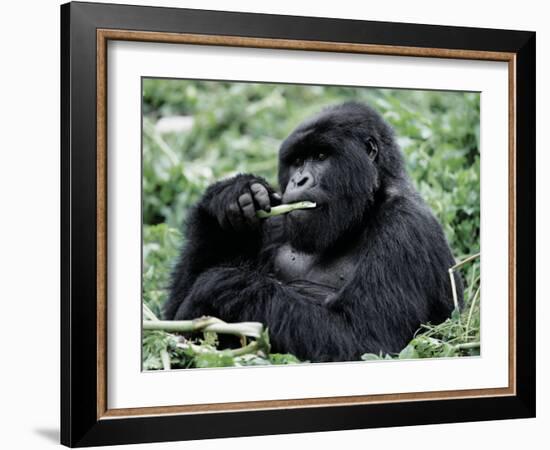 Male Mountain Gorilla, known as a 'silverback' Feeds in the Volcanoes National Park, Rwanda-Nigel Pavitt-Framed Photographic Print