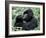 Male Mountain Gorilla, known as a 'silverback' Feeds in the Volcanoes National Park, Rwanda-Nigel Pavitt-Framed Photographic Print