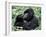 Male Mountain Gorilla, known as a 'silverback' Feeds in the Volcanoes National Park, Rwanda-Nigel Pavitt-Framed Photographic Print