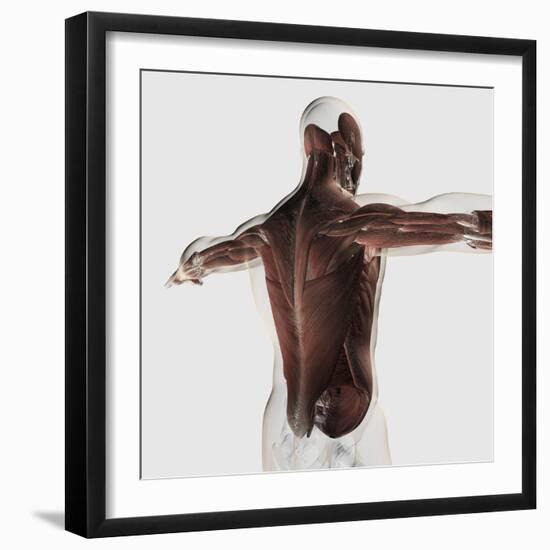 Male Muscle Anatomy of the Human Back-null-Framed Premium Giclee Print