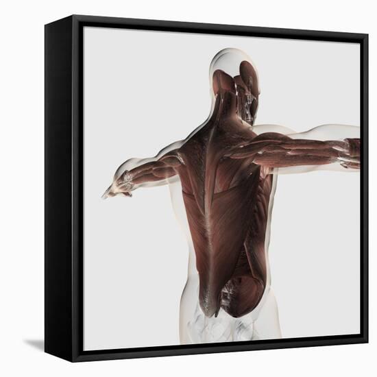 Male Muscle Anatomy of the Human Back-null-Framed Stretched Canvas