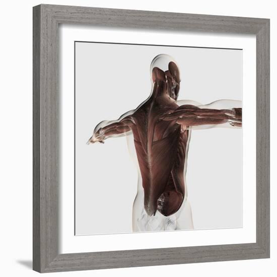 Male Muscle Anatomy of the Human Back-null-Framed Art Print