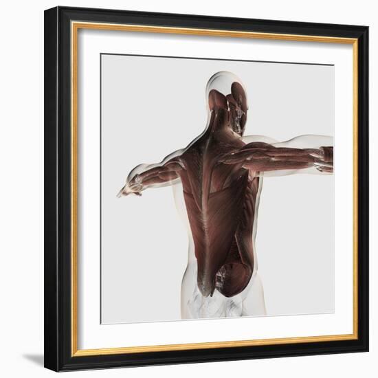 Male Muscle Anatomy of the Human Back-null-Framed Art Print